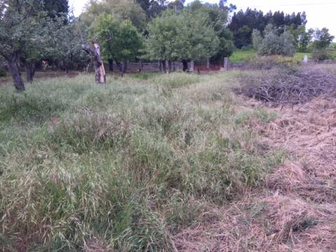 Quinta Agrícola com 14.000 m²