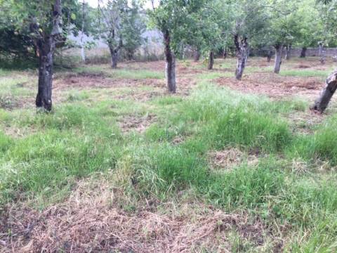 Quinta Agrícola com 14.000 m²