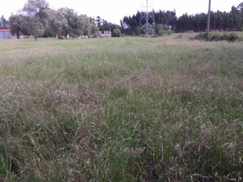 Quinta Agrícola com 14.000 m²