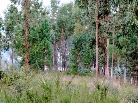 Terreno para construção a 4 Km do Centro de Anadia