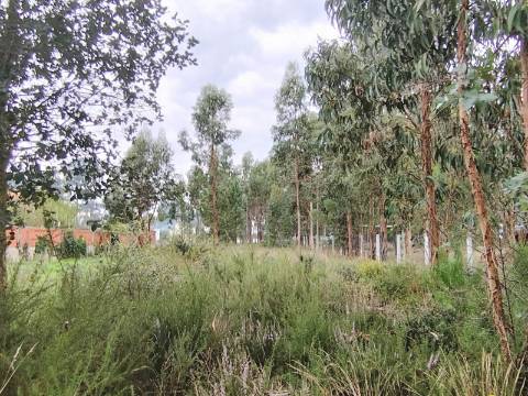 Terreno para construção a 4 Km do Centro de Anadia
