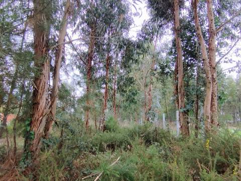 Terreno para construção a 4 Km do Centro de Anadia