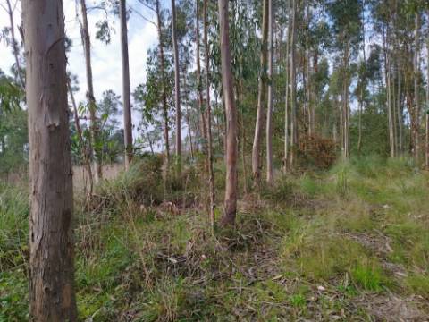 Terreno - 5300m² - construção - povoado a Eucaliptos, em BUSTOS
