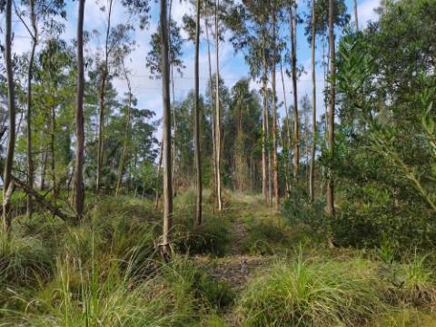 Terreno - 5300m² - construção - povoado a Eucaliptos, em BUSTOS
