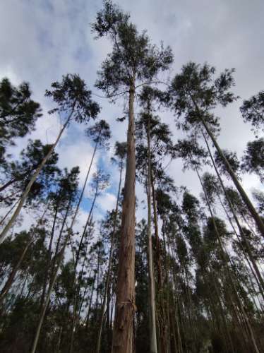 Terreno - 5300m² - construção - povoado a Eucaliptos, em BUSTOS
