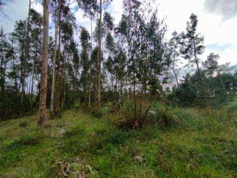 Terreno - 5300m² - construção - povoado a Eucaliptos, em BUSTOS
