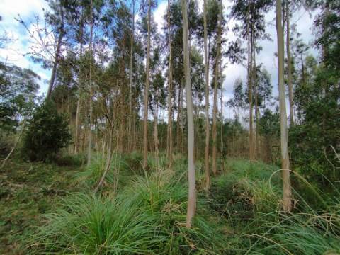 Terreno - 5300m² - construção - povoado a Eucaliptos, em BUSTOS
