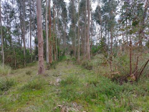 Terreno - 5.300m² - construção - povoado a Eucaliptos, em BUSTOS