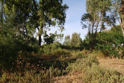 Terreno rústico com 13.280m2 na Lapa - Cartaxo
