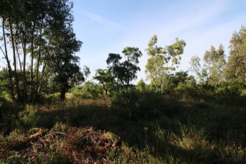 Terreno rústico com 13.280m2 na Lapa - Cartaxo