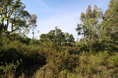 Terreno rústico com 13.280m2 na Lapa - Cartaxo