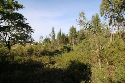Terreno rústico com 13.280m2 na Lapa - Cartaxo