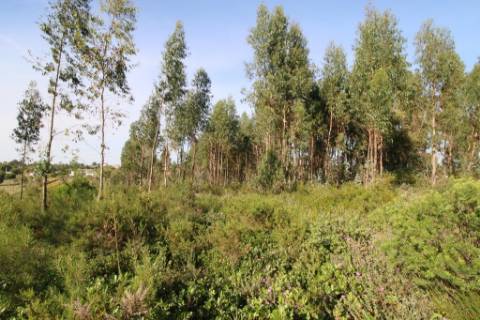 Terreno rústico com 13.280m2 na Lapa - Cartaxo