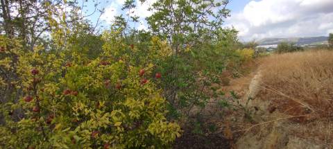 Terreno de 2.1ha com árvores de fruto e excelente acesso em Faro.
