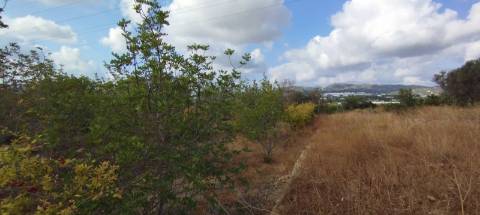 Terreno de 2.1ha com árvores de fruto e excelente acesso em Faro.
