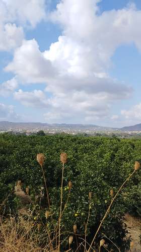 Terreno de 2.1ha com árvores de fruto e excelente acesso em Faro.

