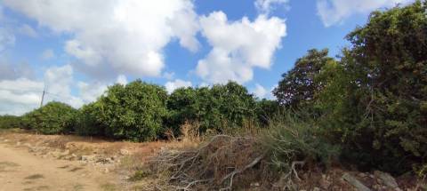 Terreno de 2.1ha com árvores de fruto e excelente acesso em Faro.
