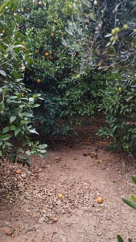 Terreno de 2.1ha com árvores de fruto e excelente acesso em Faro.
