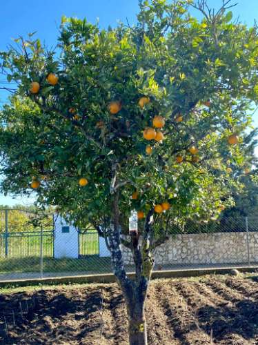 Moradia térrea T3 com terreno, privacidade e charme rústico, perto da Luz de Tavira