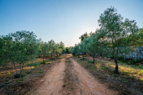 Quinta com Moradia T7+1 com Piscina, Vista Mar, Picadeiro e espaços independentes em Santo Estêvão