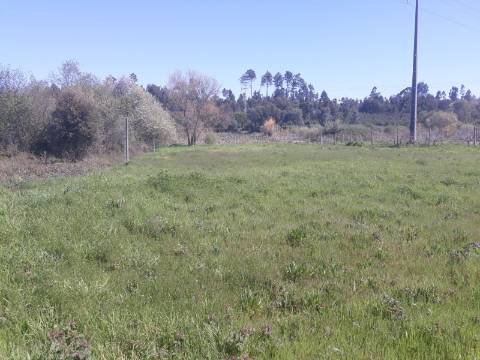 Terreno Anadia em zona agrícola