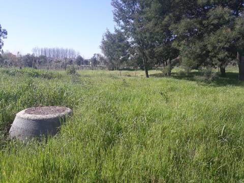 Terreno Anadia em zona agrícola