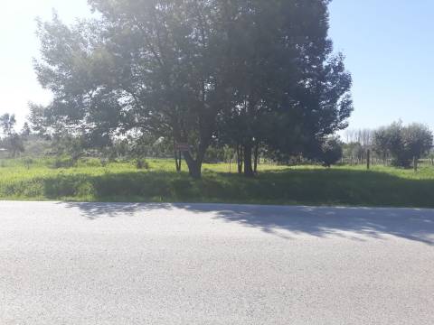 Terreno Anadia em zona agrícola