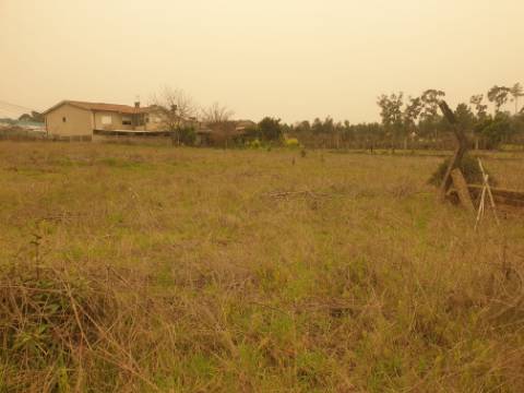 Terreno para construção Oliveira do Bairro