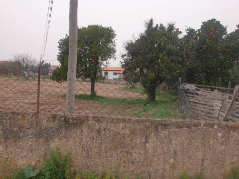 Terreno para construção Oliveira do Bairro