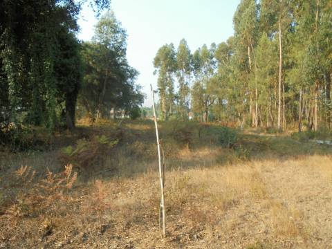 Terreno Arredores de Oliveira do Bairro