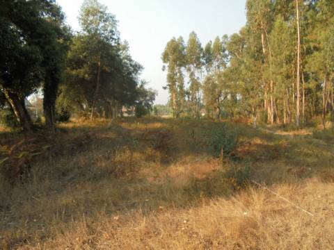 Terreno Arredores de Oliveira do Bairro