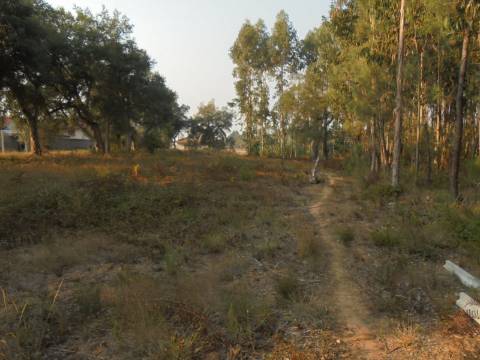 Terreno Arredores de Oliveira do Bairro