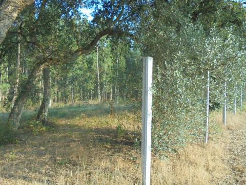 Terreno Arredores de Oliveira do Bairro