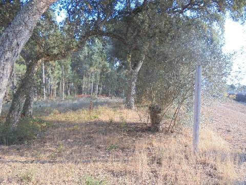 Terreno Arredores de Oliveira do Bairro