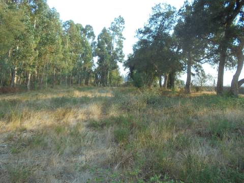 Terreno Arredores de Oliveira do Bairro