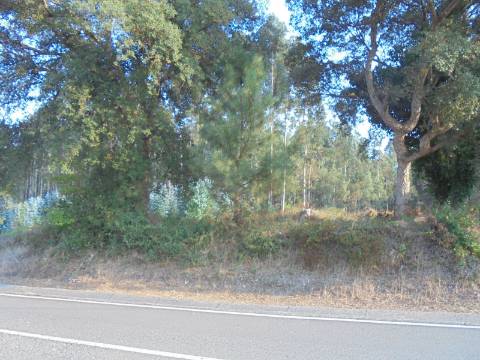 Terreno Arredores de Oliveira do Bairro