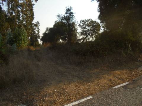 Terreno Arredores de Oliveira do Bairro