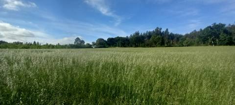 Terrenos para venda perto de Aveiro