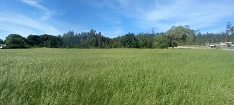Terrenos para venda perto de Aveiro