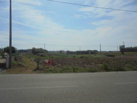 Terreno Arredores Oliveira do Bairro