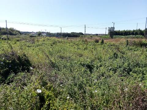 Terreno Arredores Oliveira do Bairro