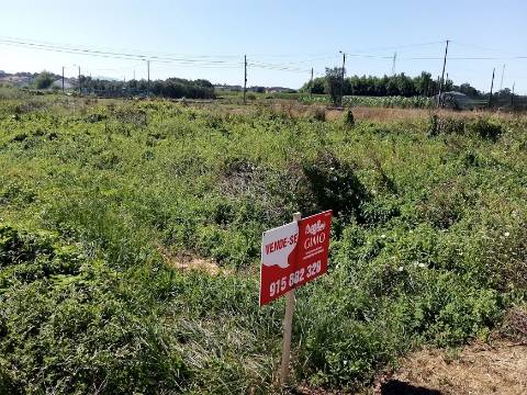 Terreno Arredores Oliveira do Bairro