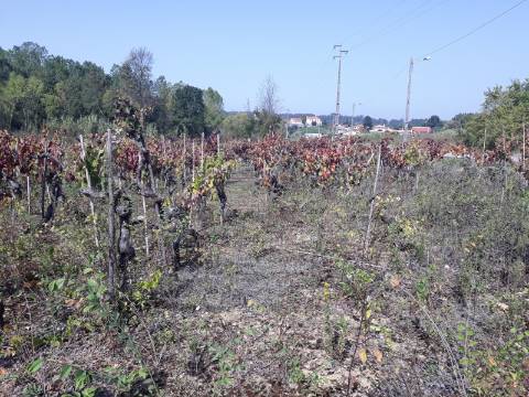 Terreno a Vinha Paraimo