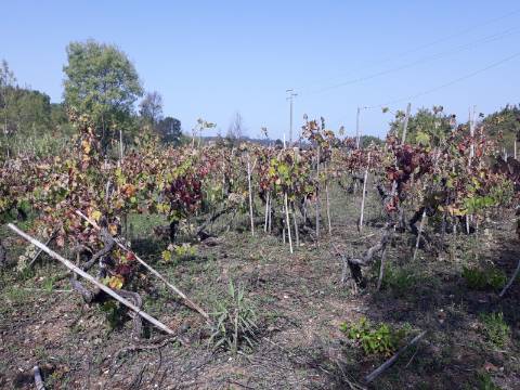 Terreno a Vinha Paraimo