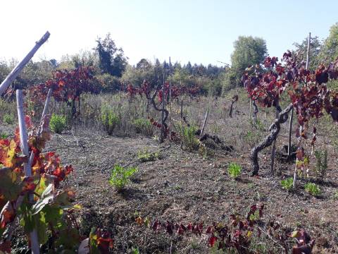 Terreno a Vinha Paraimo
