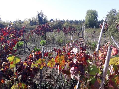 Terreno a Vinha Paraimo