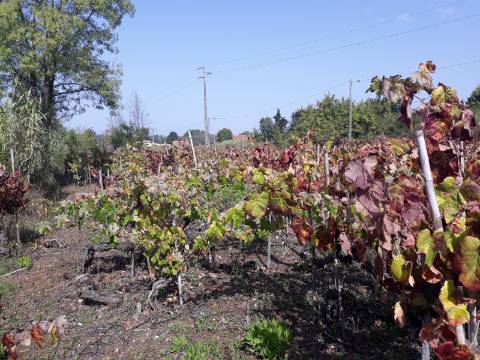 Terreno a Vinha Paraimo