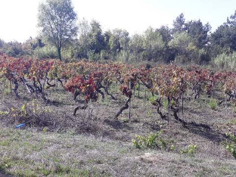 Terreno a Vinha Paraimo