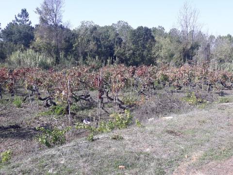 Terreno a Vinha Paraimo