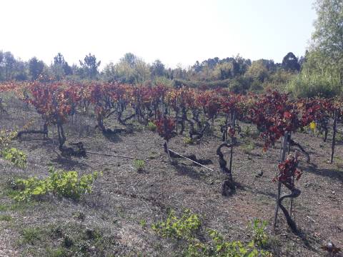 Terreno a Vinha Paraimo